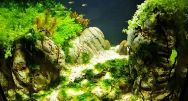 Кога и как да смените водата в аквариума с риба